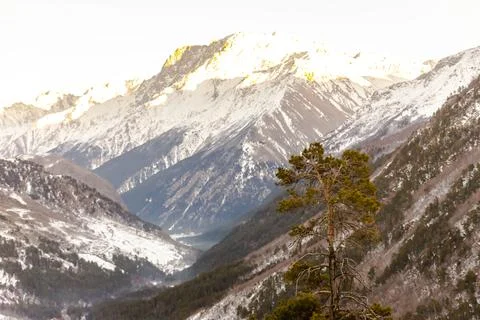 Pine tree on Cheget mountain. Stock Photos