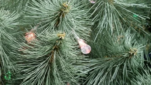 Pine tree with Christmas lights Stock Footage 145579722