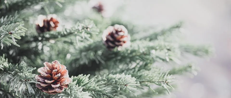 Pine tree at christmas Stock Photos