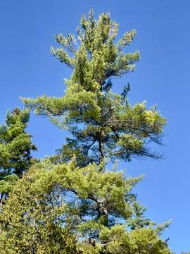 A pine tree on a clear sunny day Stock Photos