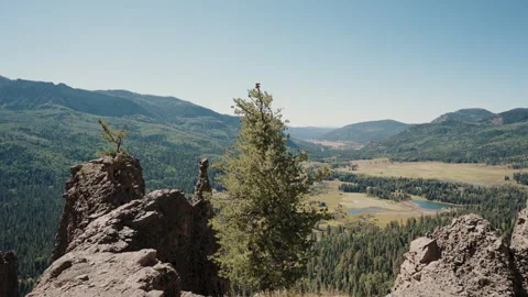 Pine tree on cliff edge above valley ponds Stock-Footage 348024785