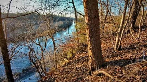 Pine Tree On Cliff Over View Down River 写真素材