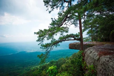 Pine tree cliff Pha Lomsak at Phu Kradueng national park  Loei Thailand 스톡 사진