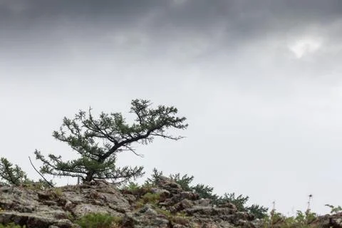 Pine tree on cliff Stock Photos