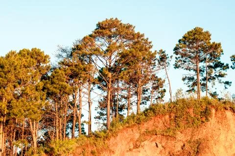 The pine tree on the cliff in sunset or sunrise period Stock Photos