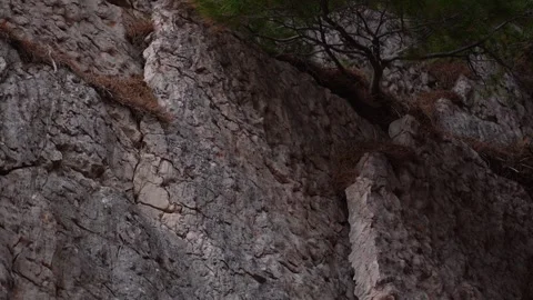Pine Tree Clinging to Cliff Face. Stock Footage 263962760