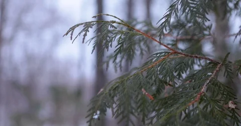 Pine Tree Close Up 1 Stock Footage 73369390