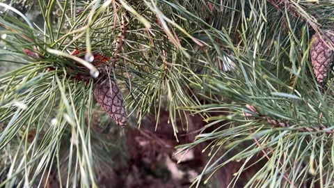 Pine tree close-up – branches with needles and cones Stock Footage 300611333
