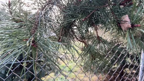 Pine tree close-up – branches with needles and cones Stock Footage 300611338