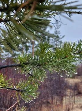 Pine Tree Close-up Fir Needles Coniferous Branches with Rain Drops Stock Photos