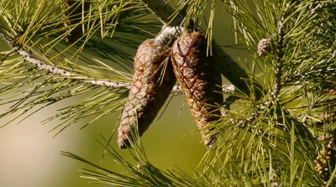 Pine Tree Close Up  Stock Footage 1128994
