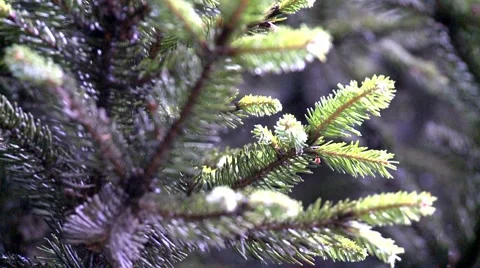 Pine tree close up Stock Footage 8509470