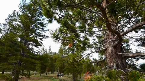 Pine Tree Close Up Video stock 38841796