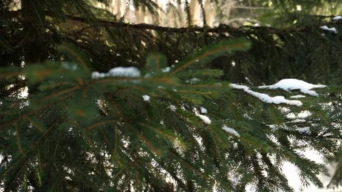 Pine tree close up Stock Footage 86116206