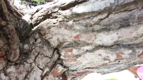 Pine Tree Close Up Stock Footage 230454129