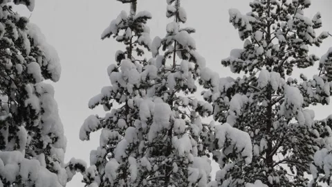 Pine tree close Stock Footage 243827357