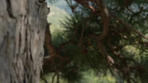 Pine tree close-up. Vídeo Stock 251639346