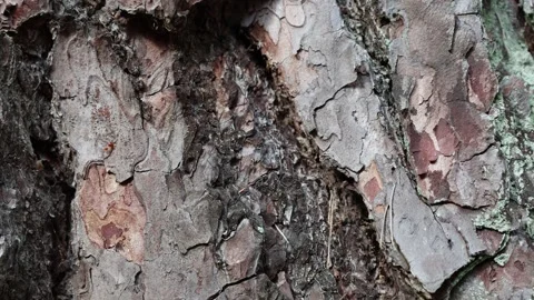 Pine tree. Close up. Video stock 296820719