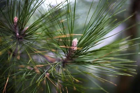 Pine tree close-up, long needles. Stock Photos