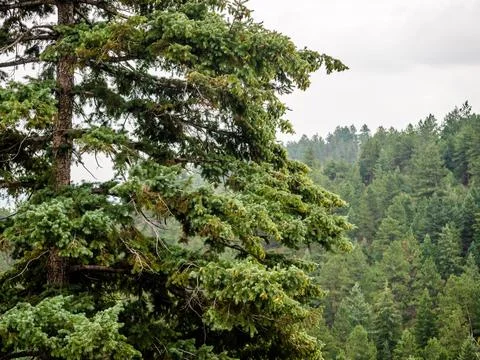 Pine tree up close with many trees in the background. Stock Photos