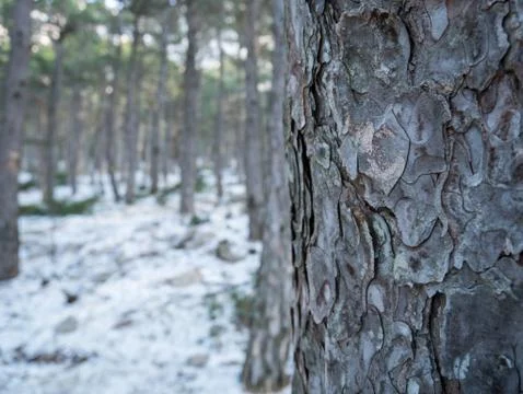 Pine tree close up in mountain forest 库存照片