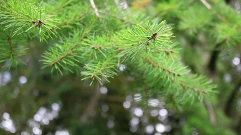 Pine tree close up needles christmas Stockbeeldmateriaal 82159671