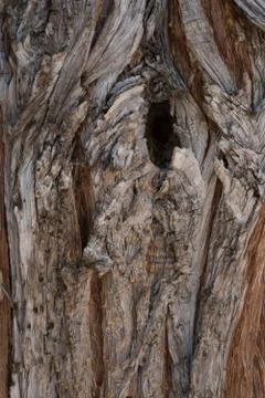 A pine tree close up in New Mexico. Stock Photos
