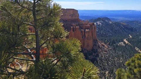 Pine tree close up-Pan to red rock spires-Distant valley Video stock 335239115
