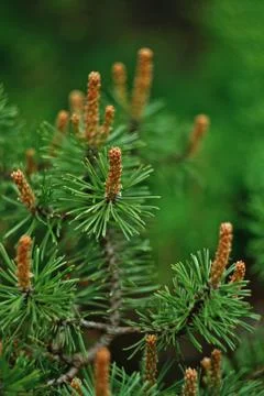 Pine tree close up Stock Photos
