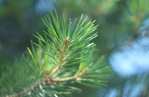 Pine tree close-up 写真素材
