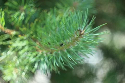 Pine tree close-up Stockfoto's