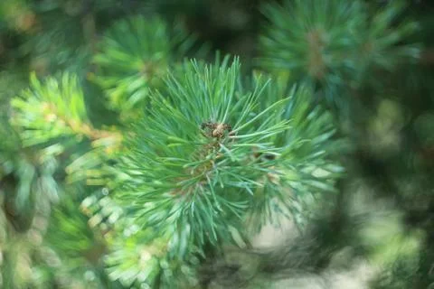 Pine tree close-up Foto stock