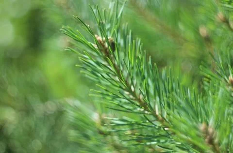 Pine tree close-up Foto stock