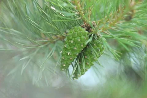 Pine tree close-up Stockfoto's