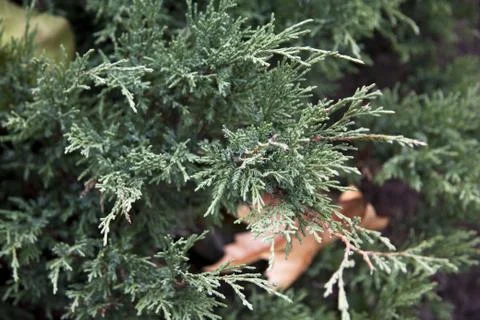 Pine tree close up Stock Photos