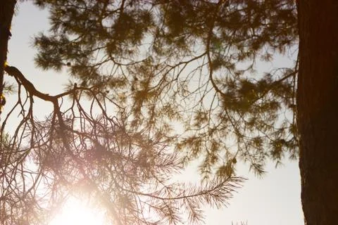 Pine tree close up Stock Photos