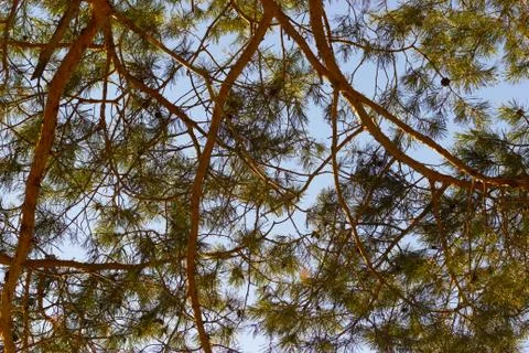 Pine tree close up Foto stock