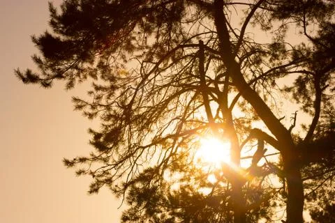 Pine tree close up Stock Photos