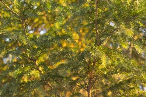 Pine tree close up Stock Photos