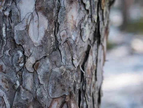 Pine tree close up Stock Photos