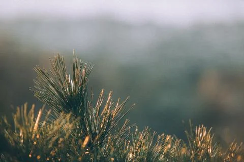 Pine tree close up Stock Photos