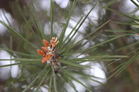 Pine Tree Close Up Stock Photos