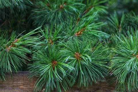 Pine tree in close up photography Stock Photos