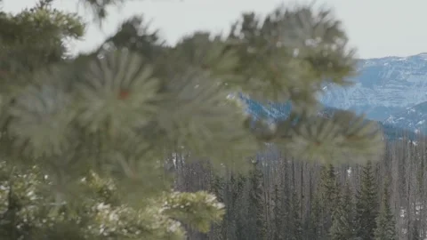 Pine Tree Close Up, Reveal of Snowy Mountains at Wolf Creek Stock Footage 153226602