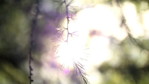 Pine Tree Close Up - Sun Flare - Warm, Summer, Soft Feeling Vídeos de archivo 83255317
