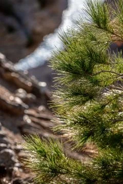 Pine tree close up on sunlight, blurred background Stock Photos