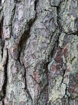 Pine tree close up texture reference material Stock Photos