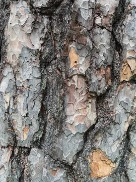 Pine tree close up texture reference material Stock Photos