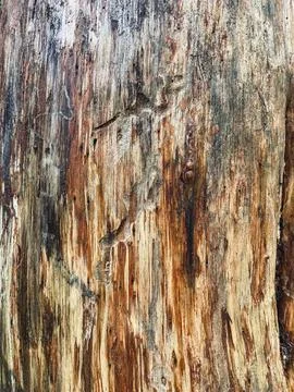 Pine tree close up texture reference material Stock Photos