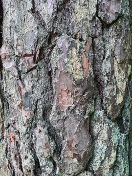 Pine tree close up texture reference material Stock-Fotos